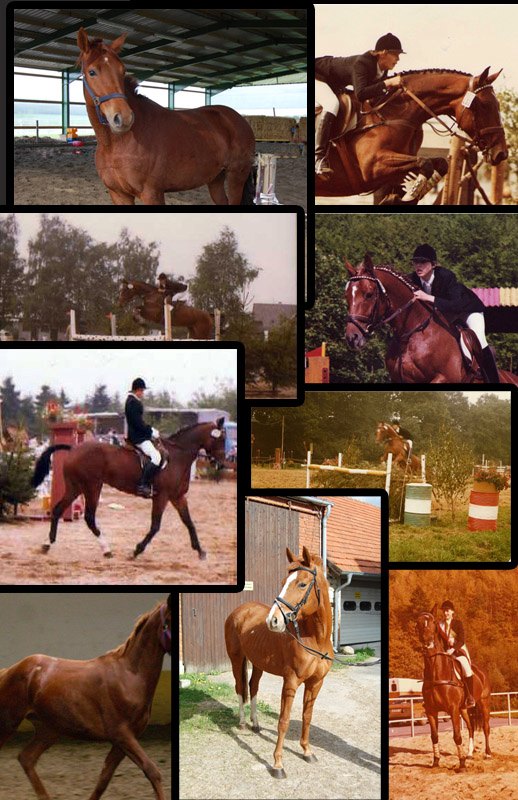 Standort und Kontakt
Reiten bedeutet f&uuml;r uns reines
Hobbyreiten und Freizeit 